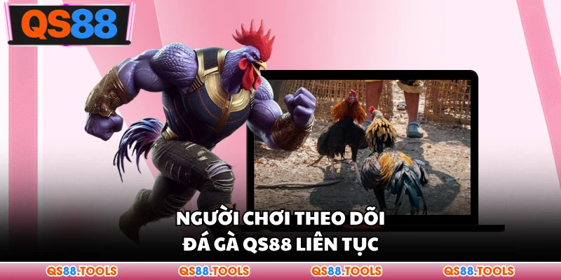 Người chơi theo dõi đá gà QS88 liên tục